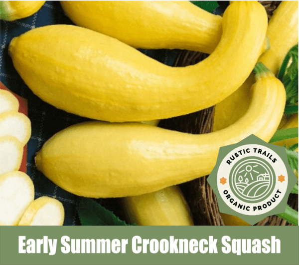 Early Summer Crookneck Squash, Cucurbita pepo